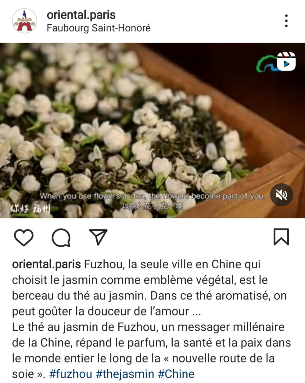福州茉莉花茶 福州茉莉花茶