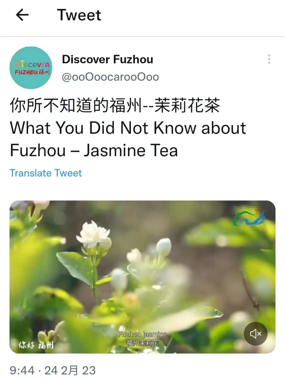 福州茉莉花茶 福州茉莉花茶