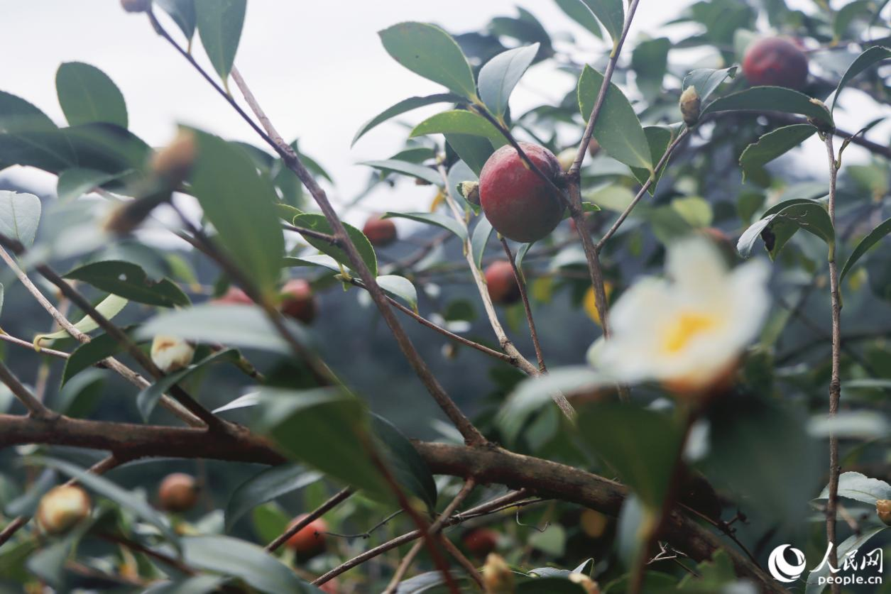 人民网关注永泰：一颗油茶果的
