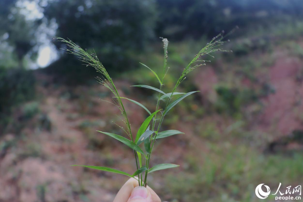 人民网关注永泰：一颗油茶果的